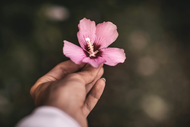 A woman holds a pink flower